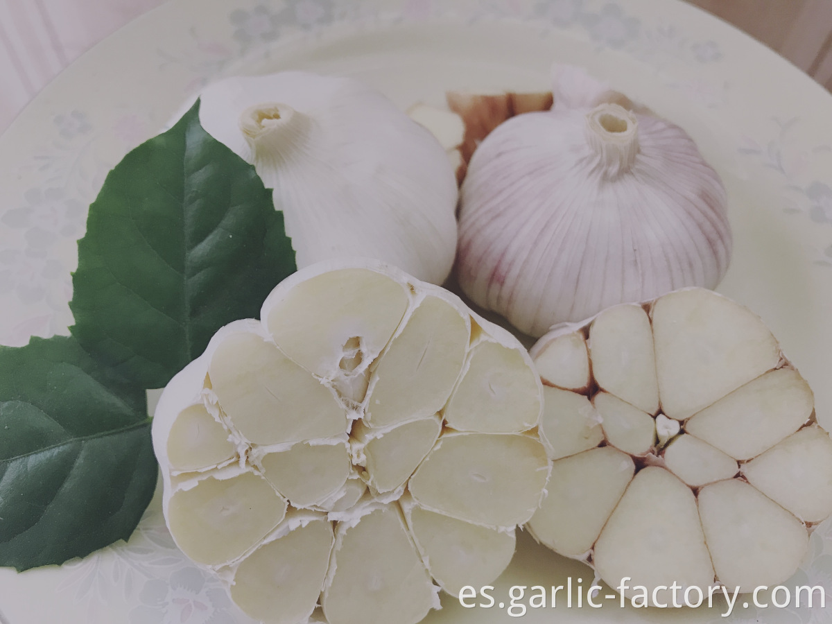 Chinese fresh elephant pure white garlic